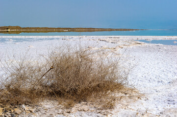 It's Plants with salt at the coast of the Dead Sea