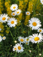 Fototapeta premium daisies in a field