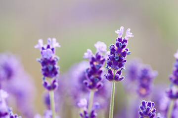 close up of lavender flowers