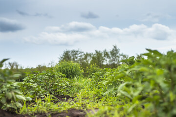 Fototapeta na wymiar Young potato bushes against sky. Growing organic vegetables on bed without use of chemicals and nitrates. Natural agriculture.