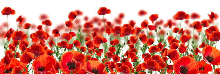 Beautiful red poppy flowers on white background. Banner design