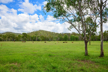 Cattle grazing in green grass field in Queensland