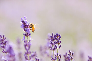 honeybee on lavender flower