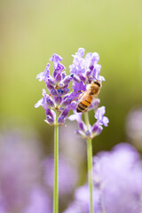 honeybee on lavender flower