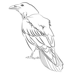 Coloring page, coloring book. Black fine art raven bird. Hand drawn vector illustration isolated on white. Line art, mystical concept. 