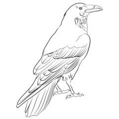 Coloring page, coloring book. Black fine art raven bird. Hand drawn vector illustration isolated on white. Line art, mystical concept. 