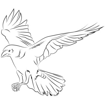 recommend clip art:  Black line art raven bird vector illustration on white background. Hand drawn vector sketch isolated on white. Fine art, mystical concept. Coloring page, coloring book.