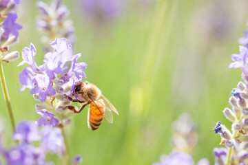 honeybee on lavender flower