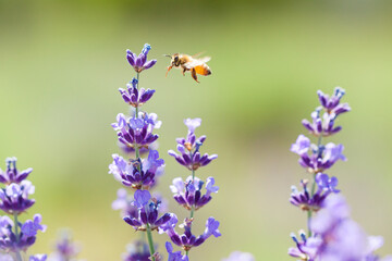 flying honeybee on lavender flower