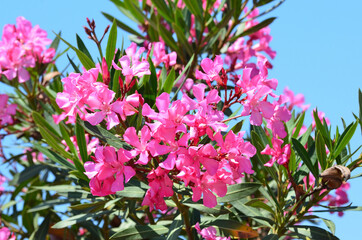 Montenegro, Ulcinj. Beautiful flowers of oleander (lat. Nerium oleander) in summer