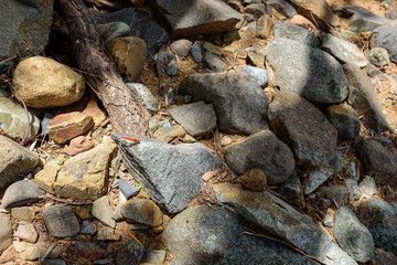 Dragonfly of bedrock, Kroombit Tops National Park, Queensland
