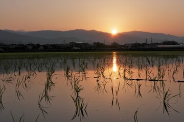 Naklejka premium 夜明けの太陽が映る水田