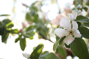 Closeup view of beautiful blossoming quince tree outdoors on spring day