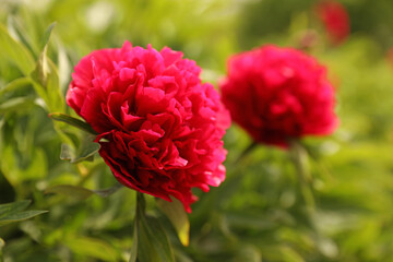 Beautiful red peony outdoors on spring day, closeup