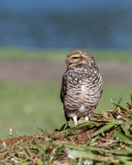 great horned owl in flight