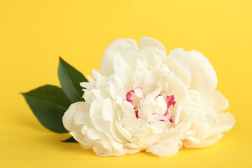 Beautiful white peony flower on yellow background, closeup