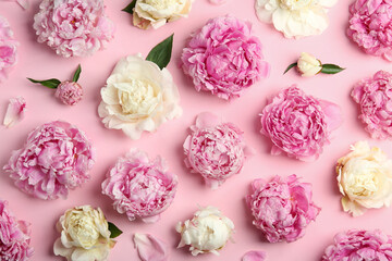 Beautiful peonies on pink background, flat lay