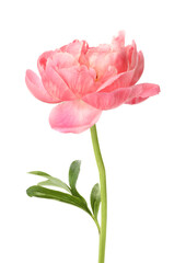 Beautiful blooming pink peony isolated on white