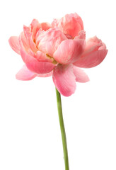 Beautiful blooming pink peony isolated on white