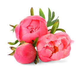 Beautiful blooming pink peonies isolated on white