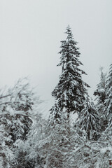 Snow day  in WA, USA (February, 2020)