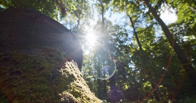 Low-Angled Tilted Shot of Bright Sunlight Beaming Through Forest
