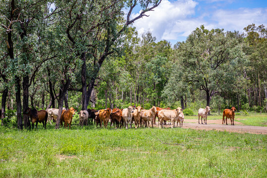 Cttle grazing in the shade next to a gravel road in Kroombit Tops National Park, Queensland