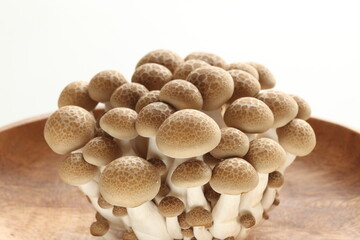 Japanese food ingredient, shimeji mushroom on white background with copy space