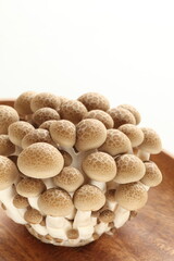 Japanese food ingredient, shimeji mushroom on white background with copy space