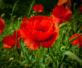 Fototapeta premium red poppy flowers