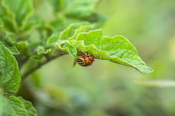 Colorado beetle, Leptinotarsa decemlineata on potato leaves before laying eggs. A harmful insect destroying crops. Natural agriculture without nitrates.