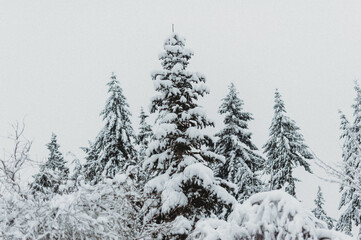 Obraz premium Snow day in WA, USA (February, 2020)