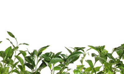 Green leaves of tea plant on white background