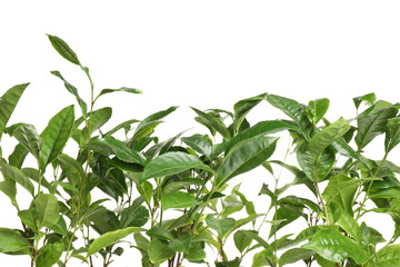 Green leaves of tea plant on white background
