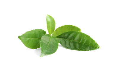 Fototapeta premium Green leaves of tea plant isolated on white