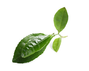 Obraz premium Green leaves of tea plant isolated on white