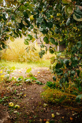 Fallen apples lie on the ground, a new crop in the sun