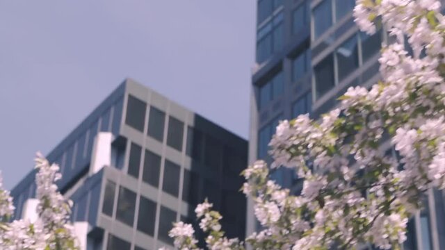 Rene Levesque Street, Montreal - August 25, 2018 - Selective focus of beautiful flowers blooming in garden against modern glass building