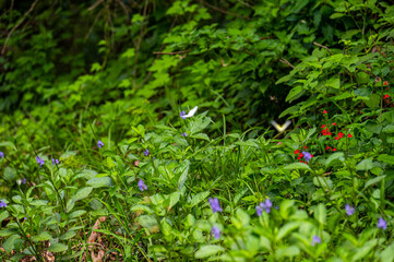 wild flowers and butterfly with vibrant green vegetation in Kroombit Tops National Park, Queensland