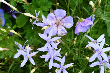 blue and white flowers