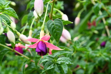 hardy fuchsia