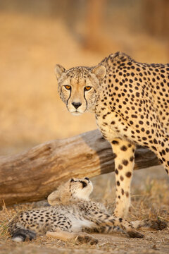 Vertical portrait of adult female cheetah and her baby cheetah in Kruger Park South Africa