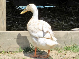 white duck in the grass
