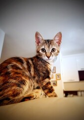 Portrait of household cat in close up shot