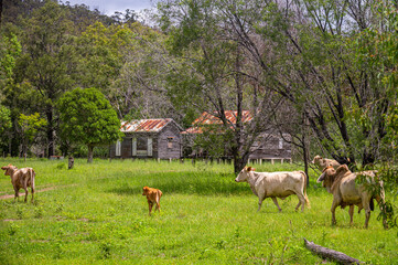 Naklejka na ściany i meble Brahman cattle in grazing grass field with disused homestead in the background, Kroombit Tops National Park, Queensland