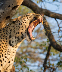 One adult male leopard head portrait while yawning with mouth wide open in Kruger Park South Africa