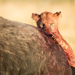 Portrait of a female lioness covered in red blood eating a buffalo in Moremi Botswana