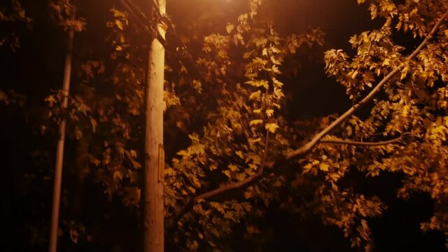 Montreal Alleyway, Rosemont, Bordeaux Street - June 12, 2018 - Dense trees with lights shining with lamp post light at night with electric wires