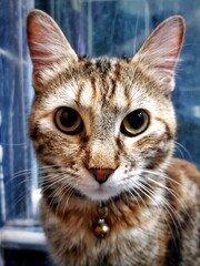 Portrait of household cat in close up shot