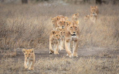 Lion pride walking together through dry winter bush in Ndutu Tanzania